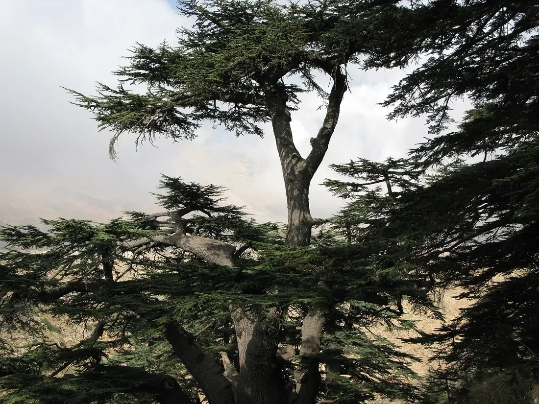 Private driver, Lebanon